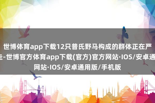 世博体育app下载12只普氏野马构成的群体正在严阵以待地行走-世博官方体育app下载(官方)官方网站·IOS/安卓通用版/手机版
